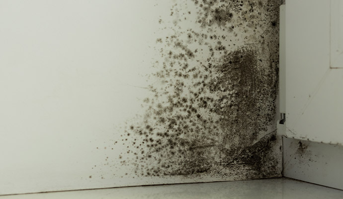 Black mold growth on the corner of the wall corner