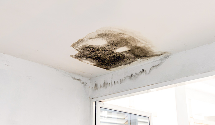 Mold on the ceiling