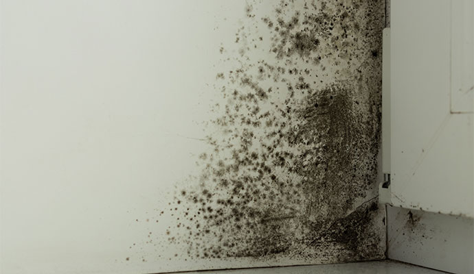 black mold on the wall