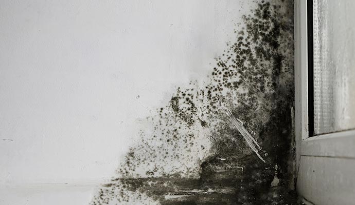 Black mold on white wall