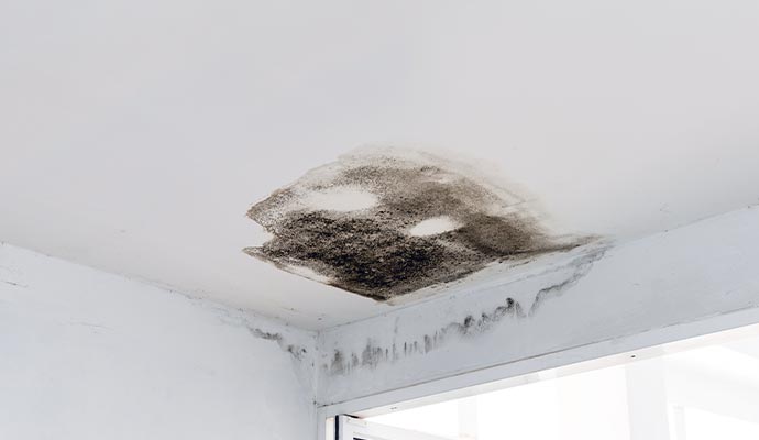 Mold growth on ceiling corner
