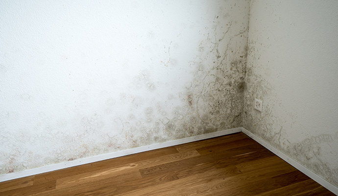 Mold growth and moisture damage on room corner wall and baseboard