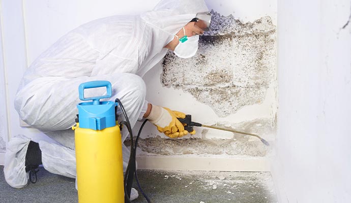 Professional worker removing mold from the wall