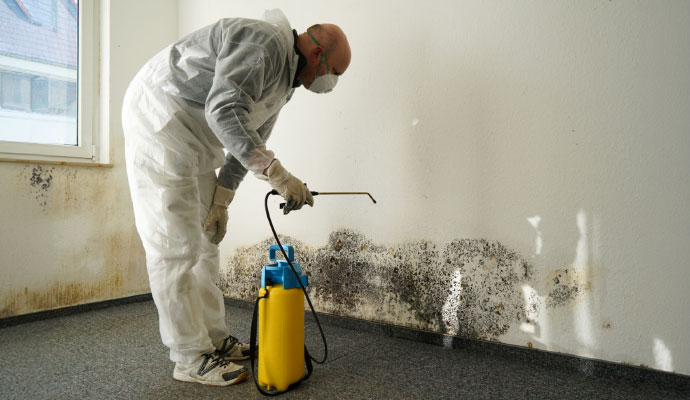 Professional mold cleanup