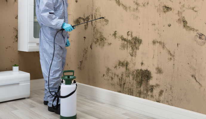 Severe black mold remediation service
