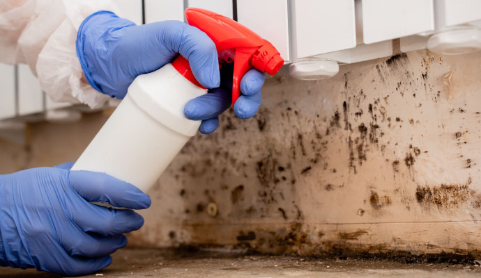 Spraying black mold remover on wall
