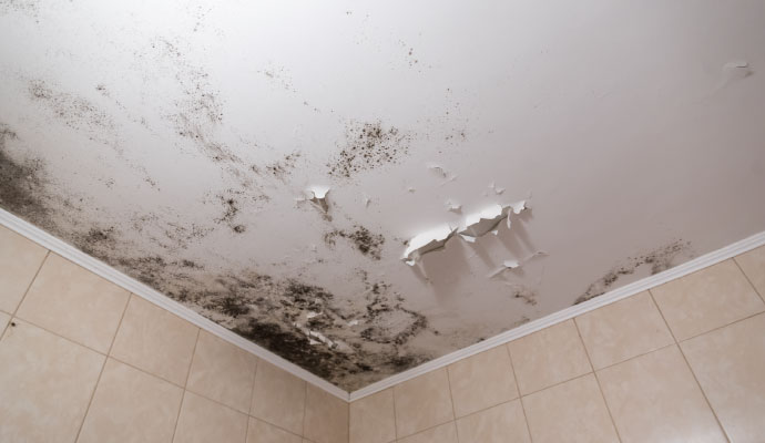 Toxic black mold growth on ceiling