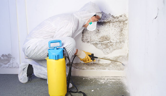 Professional mold removal and wall treatment