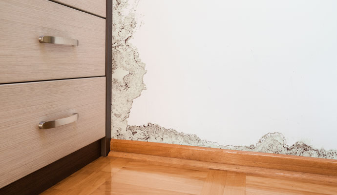 Black mold growth on bedroom wall
