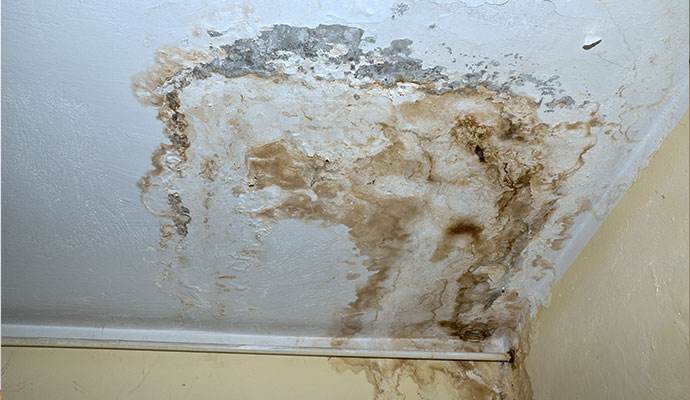 Water damage stain and mold growth on ceiling corner