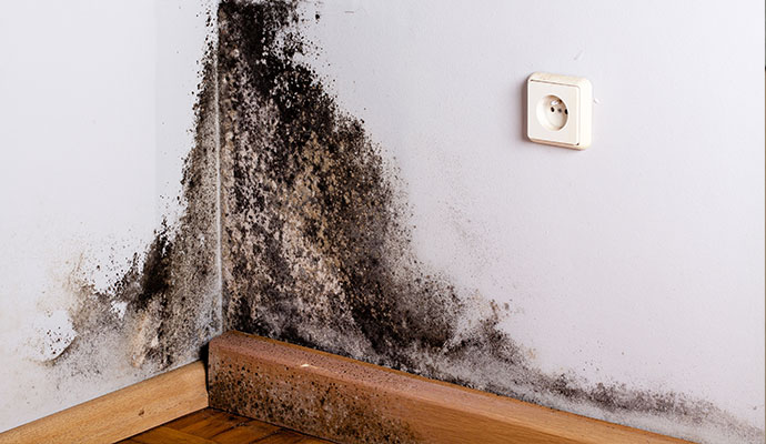 Black mold growth on wall corner and baseboard